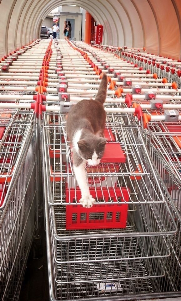 Reduce Cart Abandonment with Powerful OMS Tracking Updates